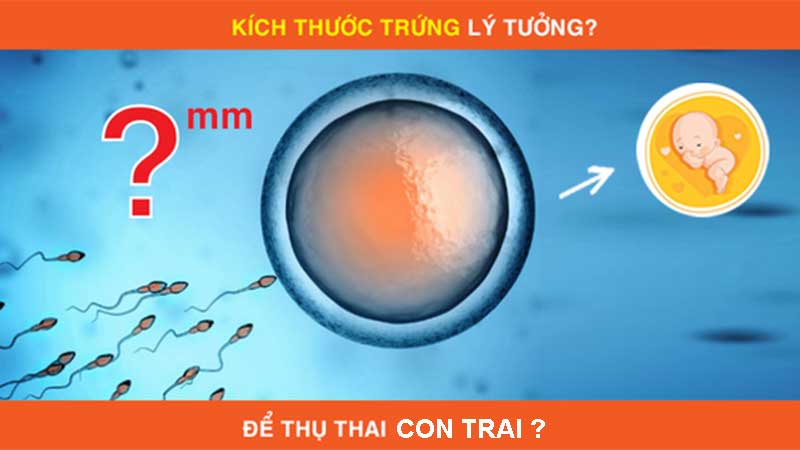 kích thước trứng đẹp để thụ thai con trai